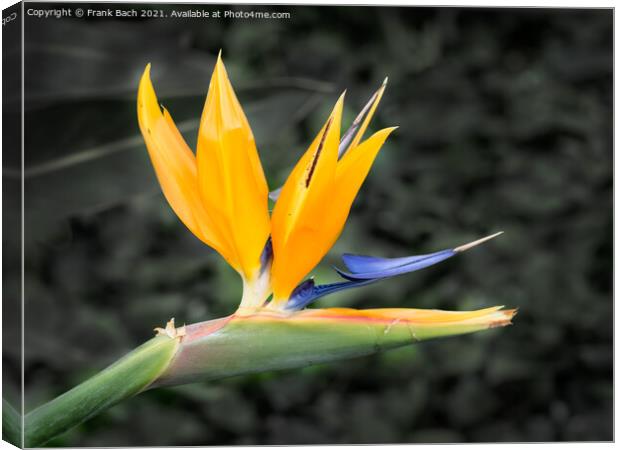 Tropical flower strelitzia, bird of paradise Canvas Print by Frank Bach