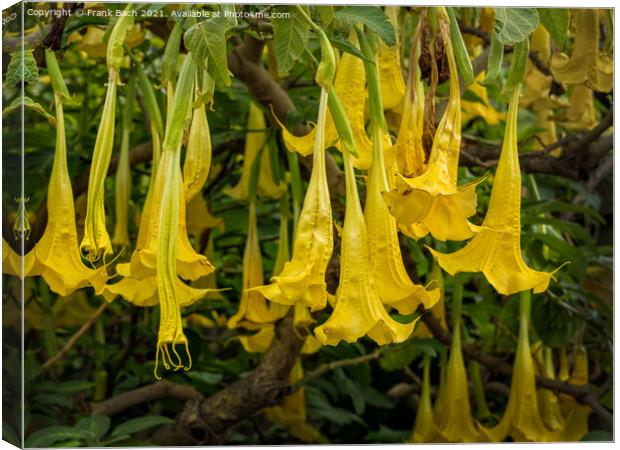 Yellow Brugmansia or Angels Trumpets Canvas Print by Frank Bach