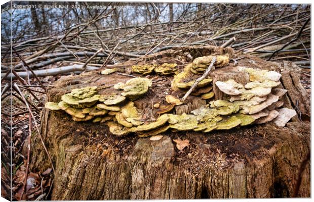 Pine fungus on a withered tree Canvas Print by Frank Bach