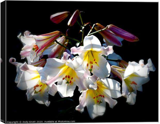 Lily Regale Canvas Print by Andy Knott