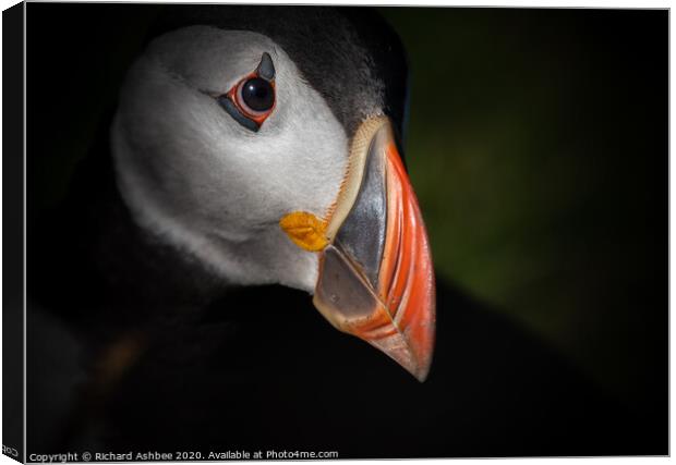 Shetland Puffin Canvas Print by Richard Ashbee
