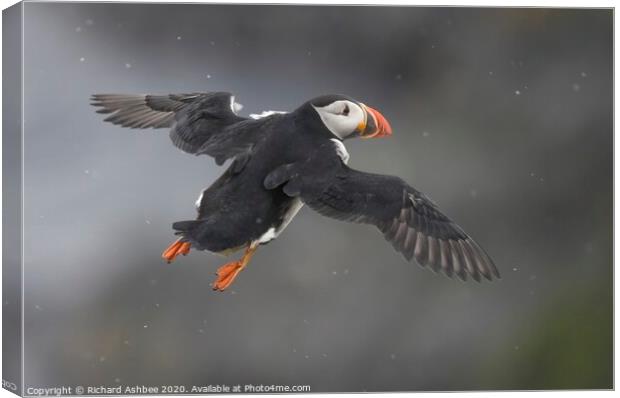 Puffin in flight Canvas Print by Richard Ashbee