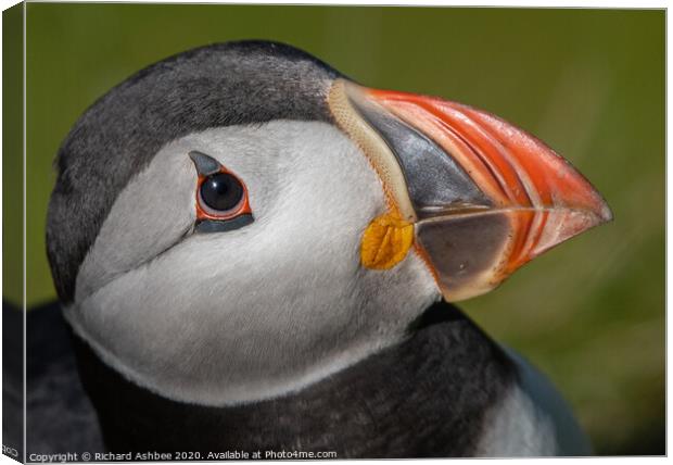 Puffin close up Canvas Print by Richard Ashbee