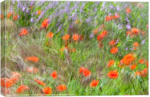 A field of dancing poppies Canvas Print by Richard Ashbee