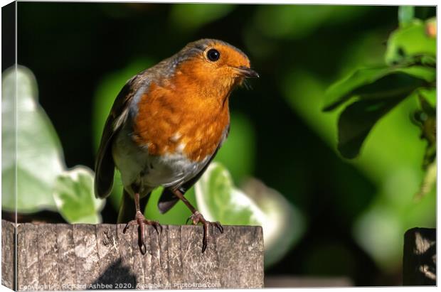 The inquisitive Robin Canvas Print by Richard Ashbee