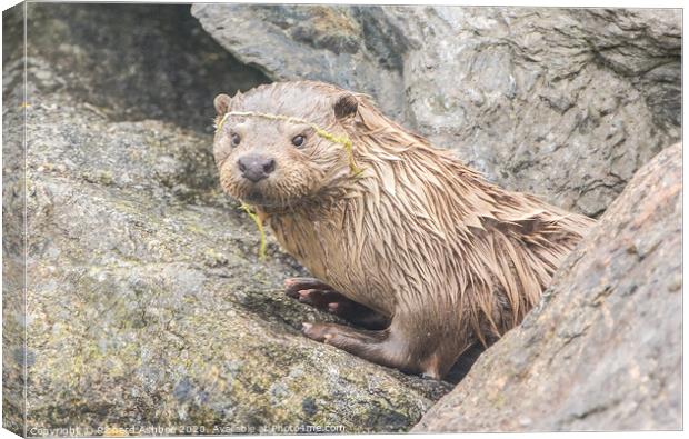 Shetland Otter re-emerges from its holt Canvas Print by Richard Ashbee