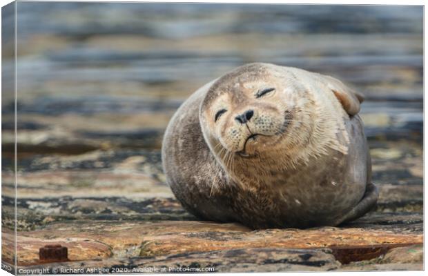 Happy Common seal Canvas Print by Richard Ashbee