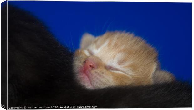 Snooze time for a ginger kitten Canvas Print by Richard Ashbee