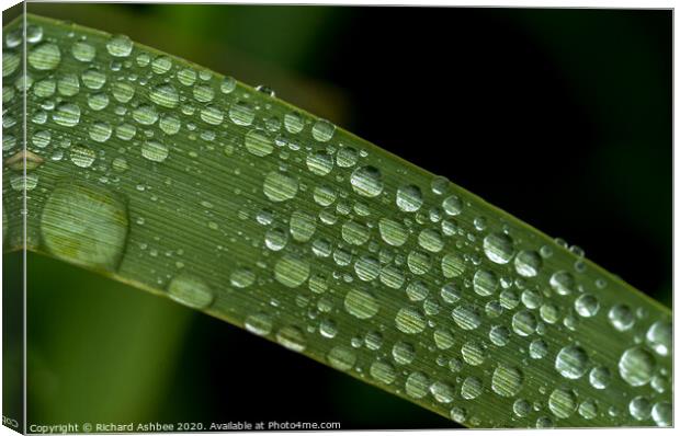 Water droplet on a blade of grass Canvas Print by Richard Ashbee