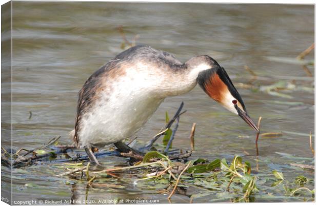 Great Crested Grebe Canvas Print by Richard Ashbee