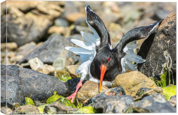 Oystercatcher using distraction technique Canvas Print by Richard Ashbee