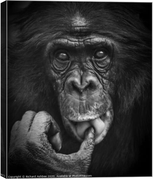 Thoughtful chimp Canvas Print by Richard Ashbee