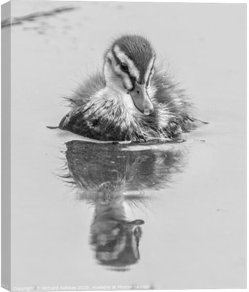 Black & White Mallard Duckling Canvas Print by Richard Ashbee