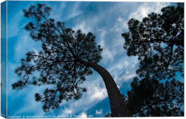 Twisted pine tree silhouette Canvas Print by Richard Ashbee