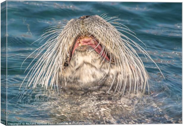 Rare Bearded Seal Canvas Print by Richard Ashbee