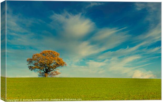 Lonely autumn tree Canvas Print by Richard Ashbee