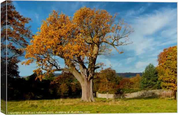 The old tree Canvas Print by Richard Ashbee