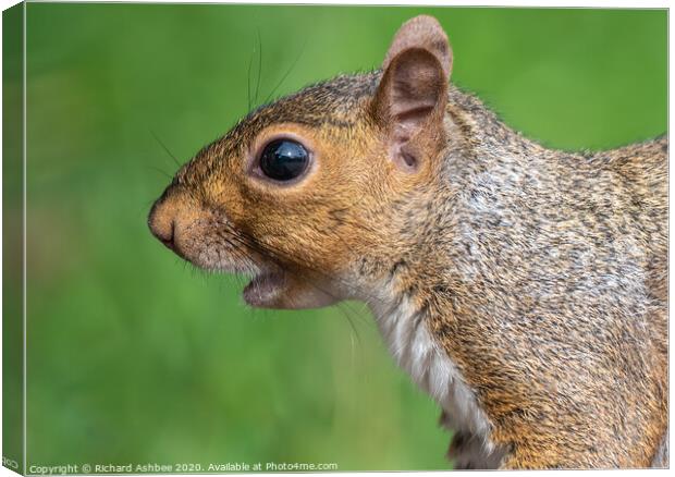 A close up of a squirrel calling Canvas Print by Richard Ashbee