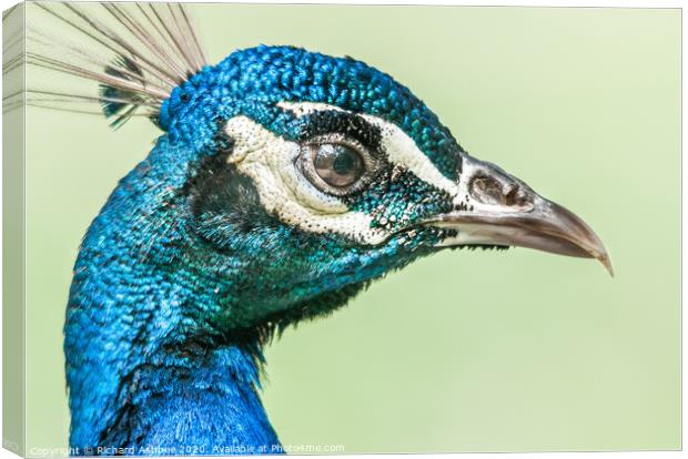 Peacock face Canvas Print by Richard Ashbee
