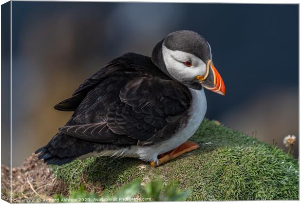 Shetland Puffin resting on a cliff ledge Canvas Print by Richard Ashbee