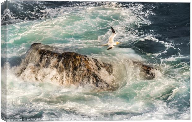 Gannet flies over a stormy sea in Shetland Canvas Print by Richard Ashbee