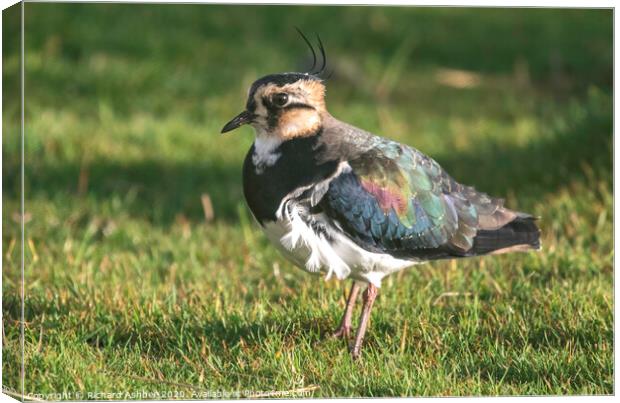 Female Lapwing stood in a grassy field Canvas Print by Richard Ashbee