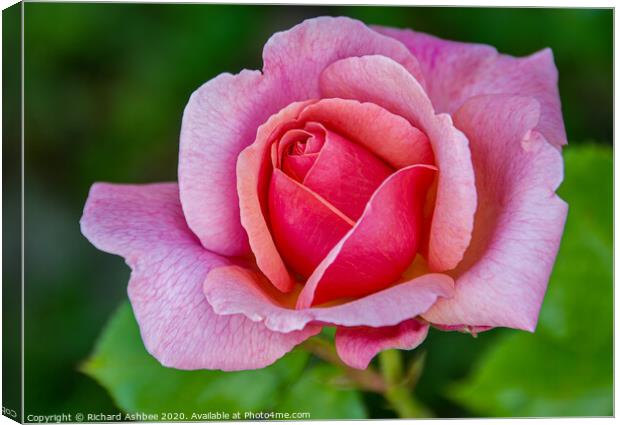 Pink Rose Canvas Print by Richard Ashbee