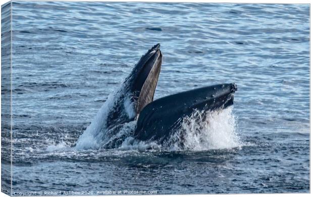 Humpback Whale lunge feeding in Shetland  Canvas Print by Richard Ashbee