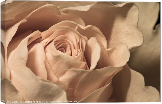 Close up of a peach Rose  Canvas Print by Richard Ashbee