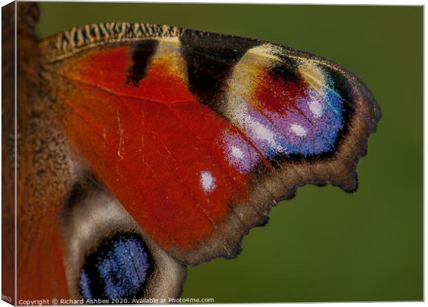 Close up of a Peacock Butterfly wing  Canvas Print by Richard Ashbee