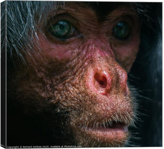 Human like portrait of a monkey Canvas Print by Richard Ashbee