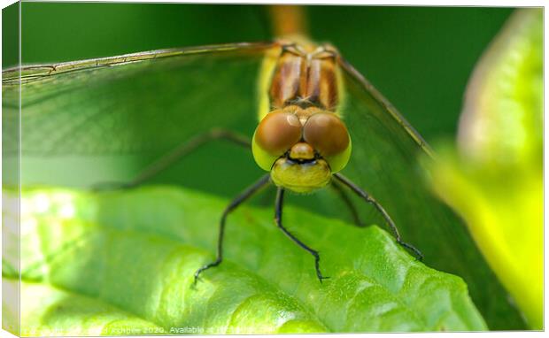 Close up of a Dragonfly head Canvas Print by Richard Ashbee