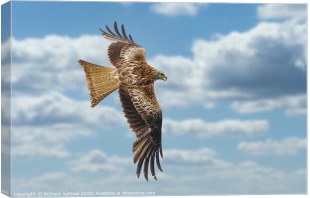 English Red Kite in flight Canvas Print by Richard Ashbee
