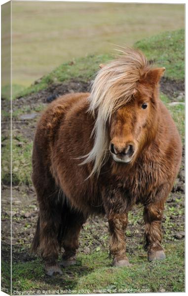 Shetland Pony with cream forelock Canvas Print by Richard Ashbee