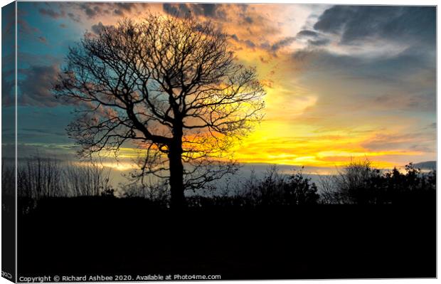 Lone tree with winter sunset Canvas Print by Richard Ashbee