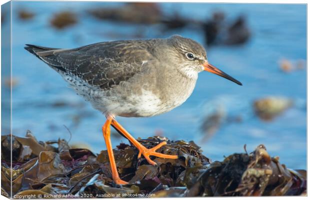 Shetland Redshank Canvas Print by Richard Ashbee