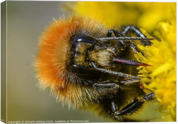 Shetland Bumblebee Canvas Print by Richard Ashbee