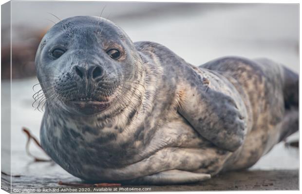 Grey seal pup Canvas Print by Richard Ashbee