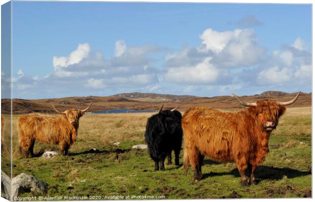 Highland Cattle in Bernera, Isle of Lewis Canvas Print by Alasdair Mackenzie