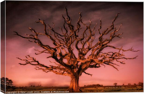 Dead Oak, Wales Canvas Print by Peter Lovatt  LRPS