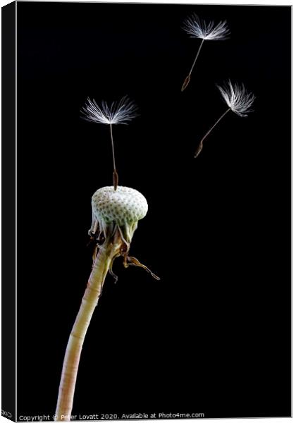 Dandelion Seeds Canvas Print by Peter Lovatt  LRPS