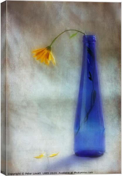 The Forgotten Flower Canvas Print by Peter Lovatt  LRPS