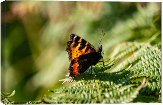 Tortoiseshell Butterfly Canvas Print by Tim Snow