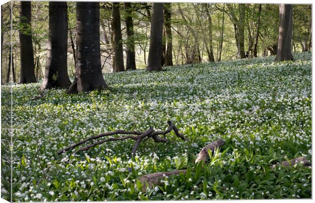 A sea of wild garlic in the woodlands near Idswort Canvas Print by Peter Barber