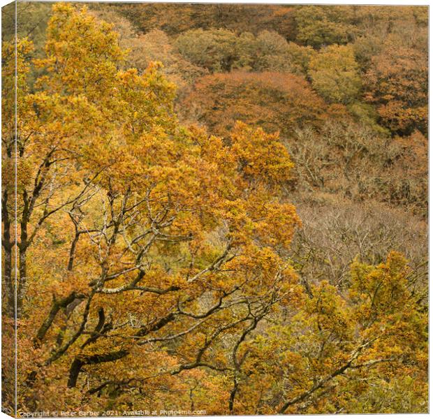 Dartmoor Golden leaves Canvas Print by Peter Barber