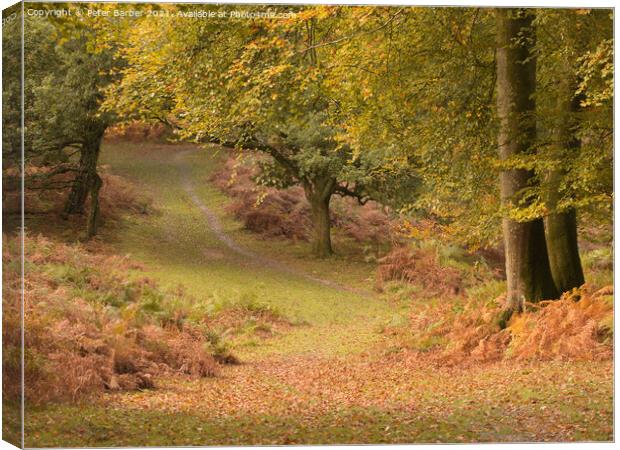 A woodland path in Autumn in the New Forest, Hampshire, UK Canvas Print by Peter Barber