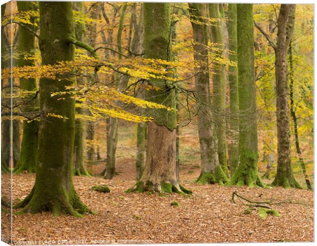 Bolderwood autumn glade Canvas Print by Peter Barber