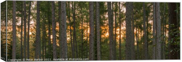 New Forest sunrise panorama Canvas Print by Peter Barber