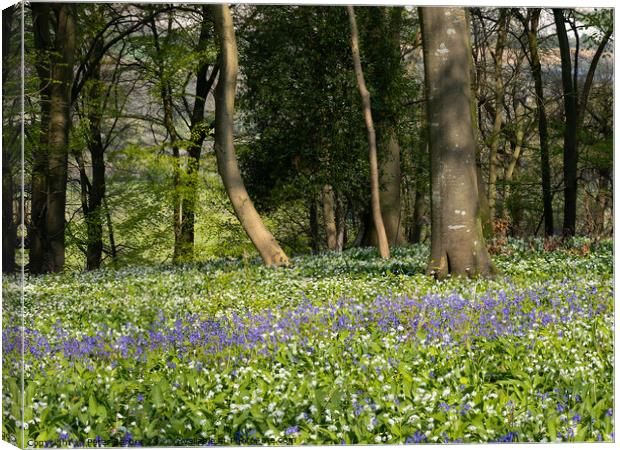 Bluebells and garlic as far as you can see Canvas Print by Peter Barber