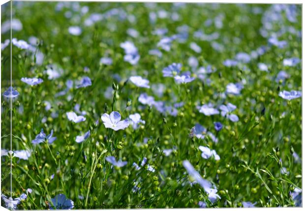 Flax in flower Canvas Print by Peter Barber
